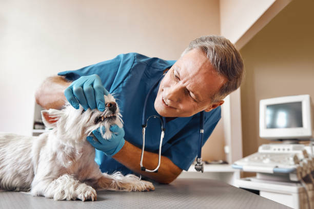 Best Broken or Chipped Tooth Repair in Squirrel Mountain Valley, CA